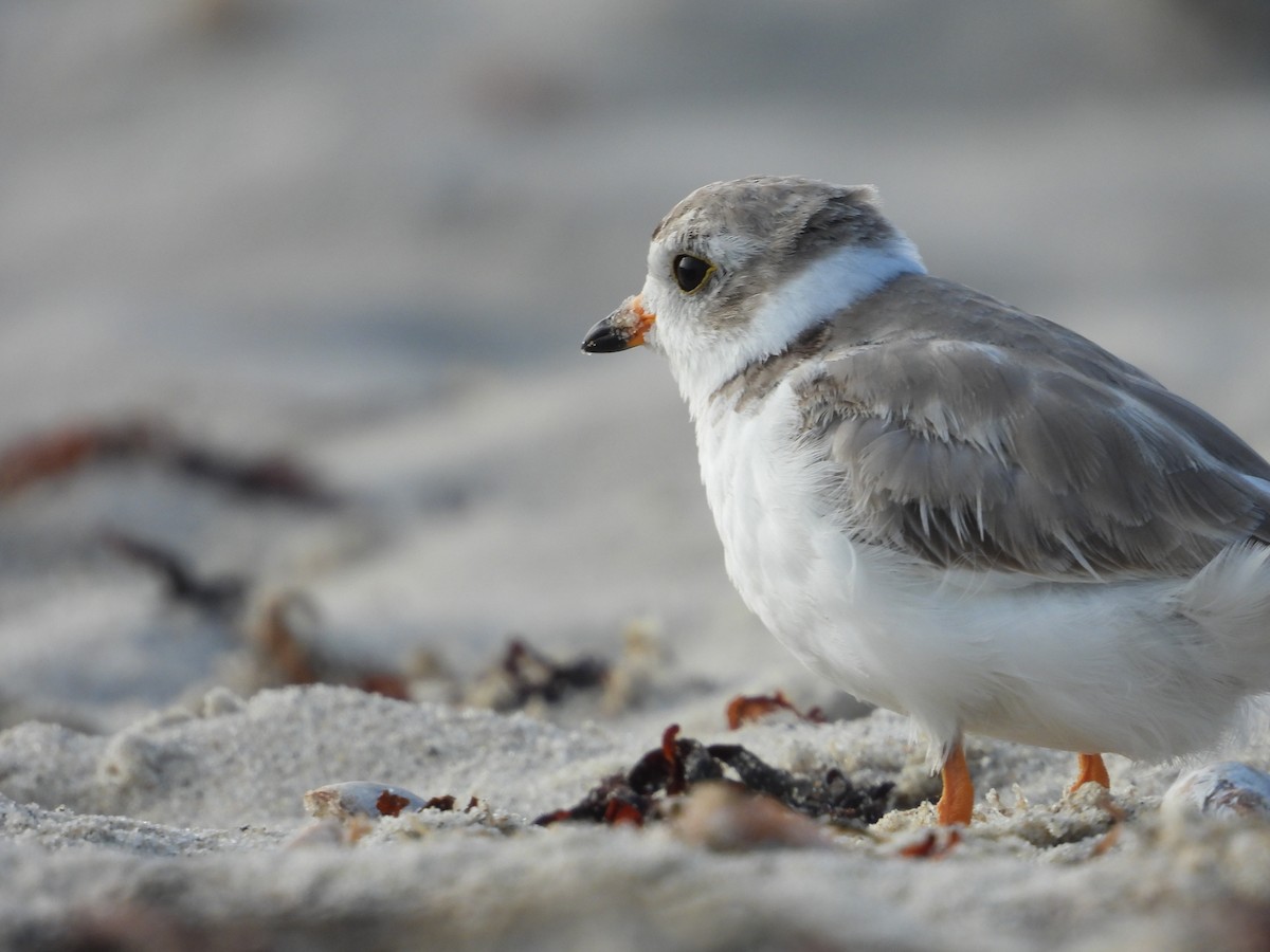 Piping Plover - ML638993771