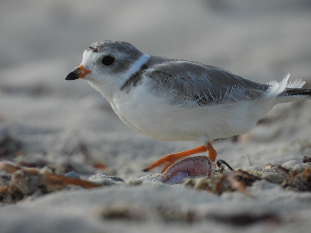 Piping Plover - ML638993774