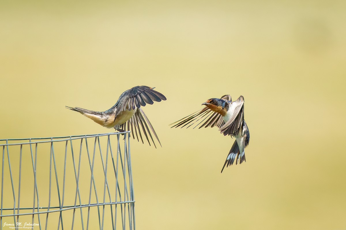 Barn Swallow - James Johnston