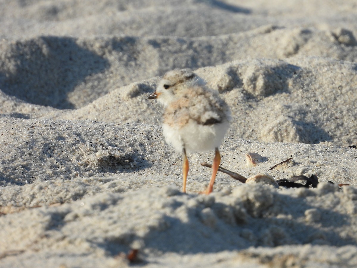 Piping Plover - ML638993784