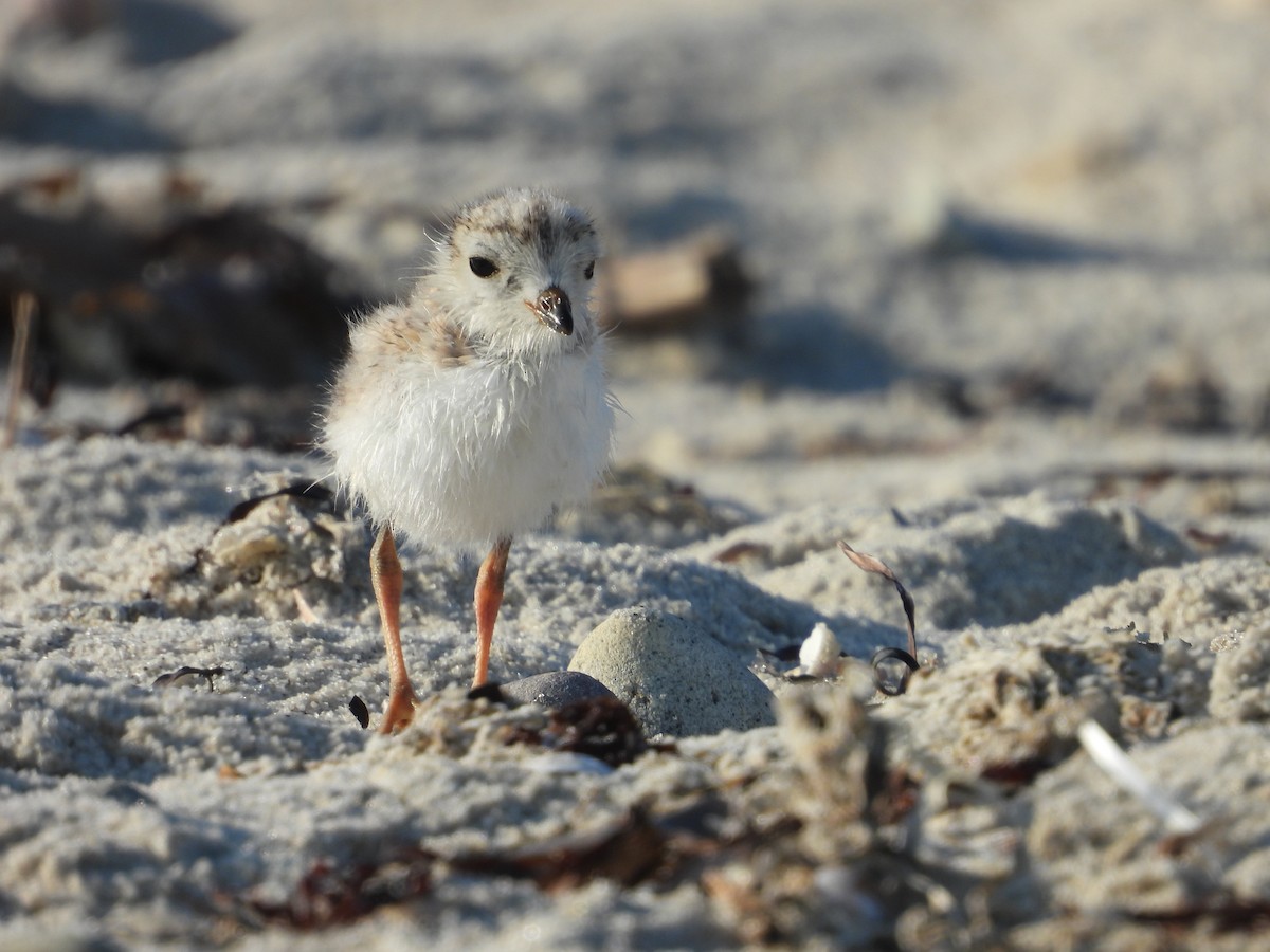 Piping Plover - ML638993786