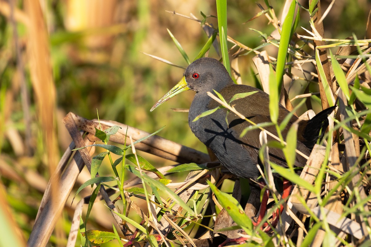 Blackish Rail - ML638993807
