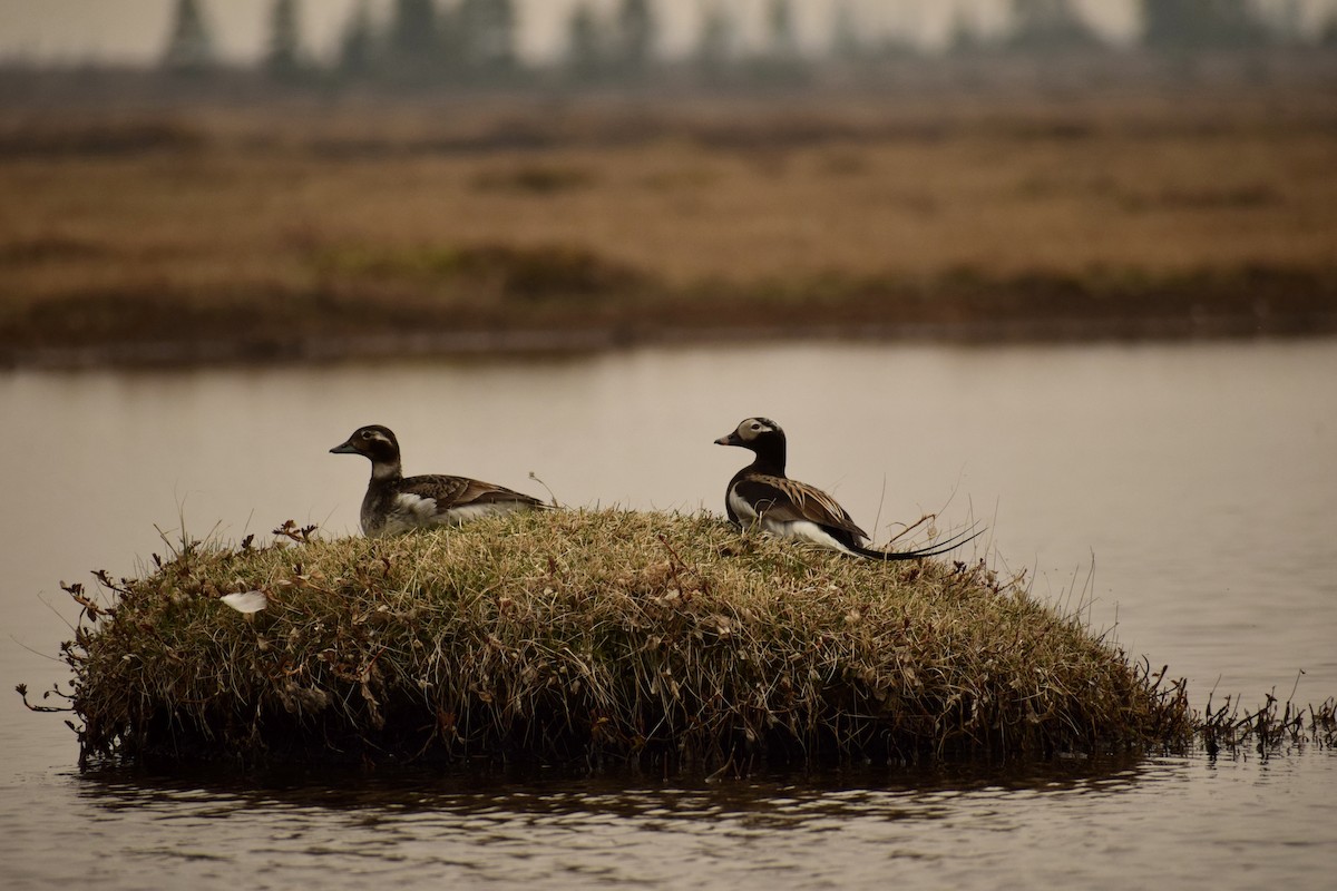 Moretta codona - ML638993813