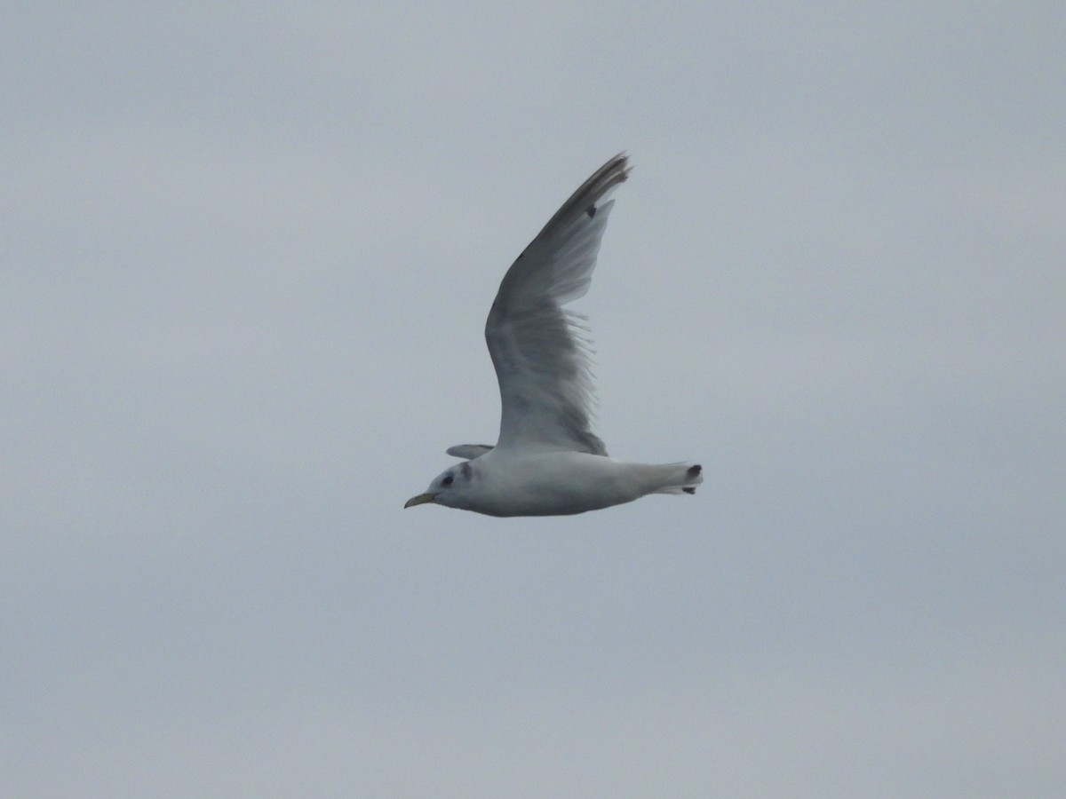 Gaviota Tridáctila - ML638993852
