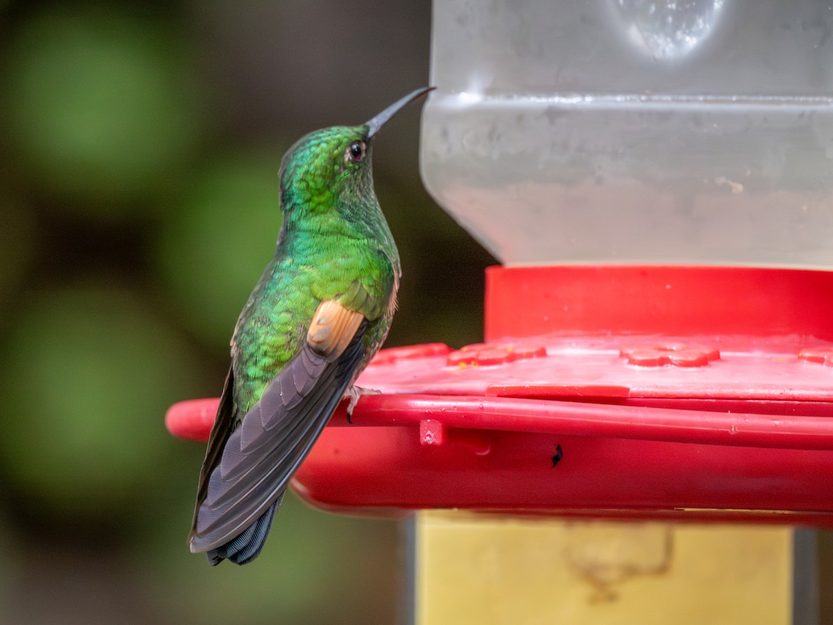 stripestjertkolibri - ML638993864