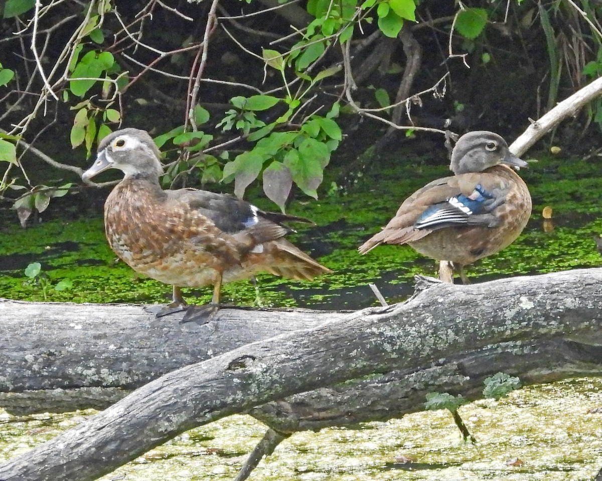Pato Joyuyo - ML638993877