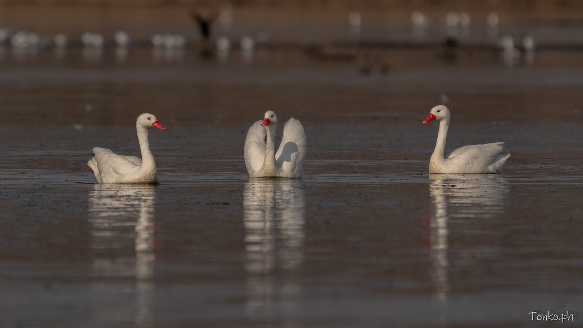 Coscoroba Swan - ML638993907