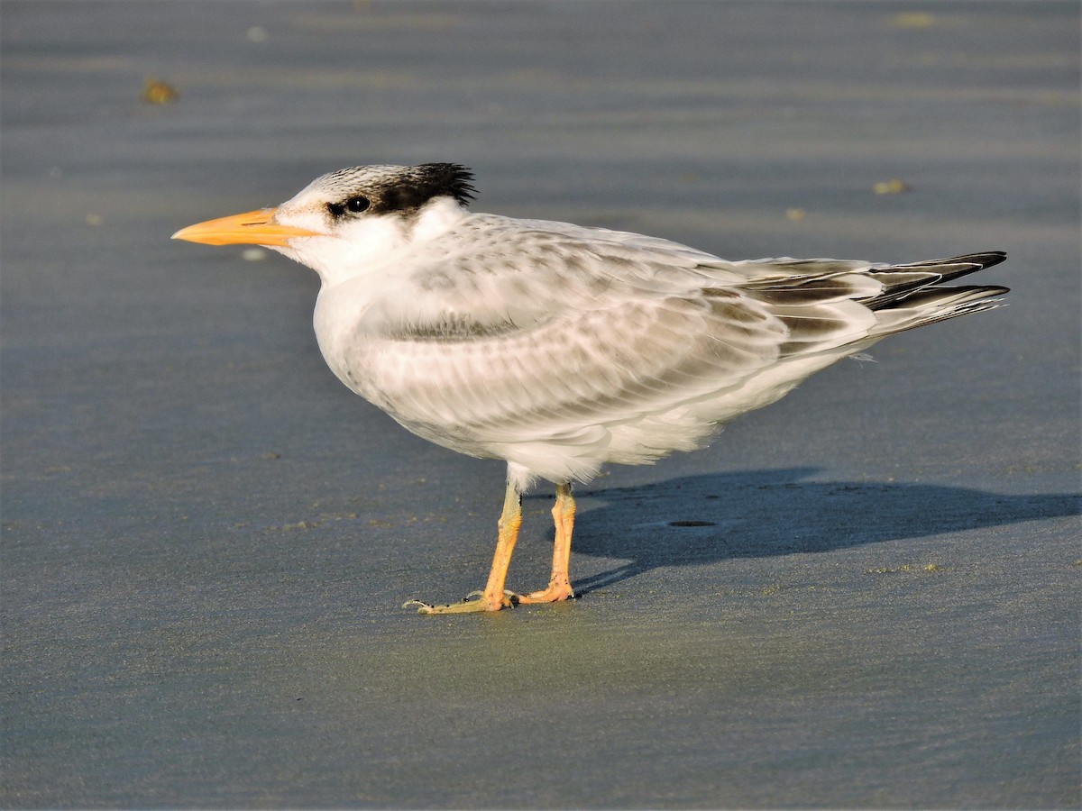 Royal Tern - S. K. Jones