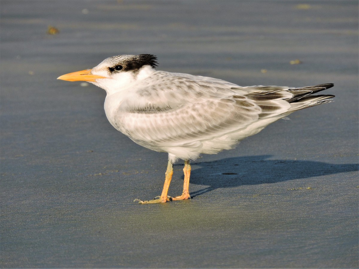 Royal Tern - ML63899391