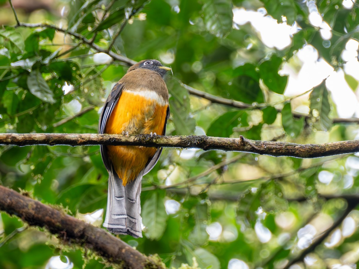 båndtrogon - ML638993914