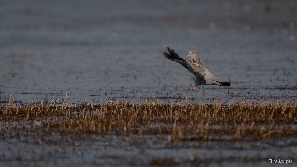 Spot-winged Pigeon - ML638993923