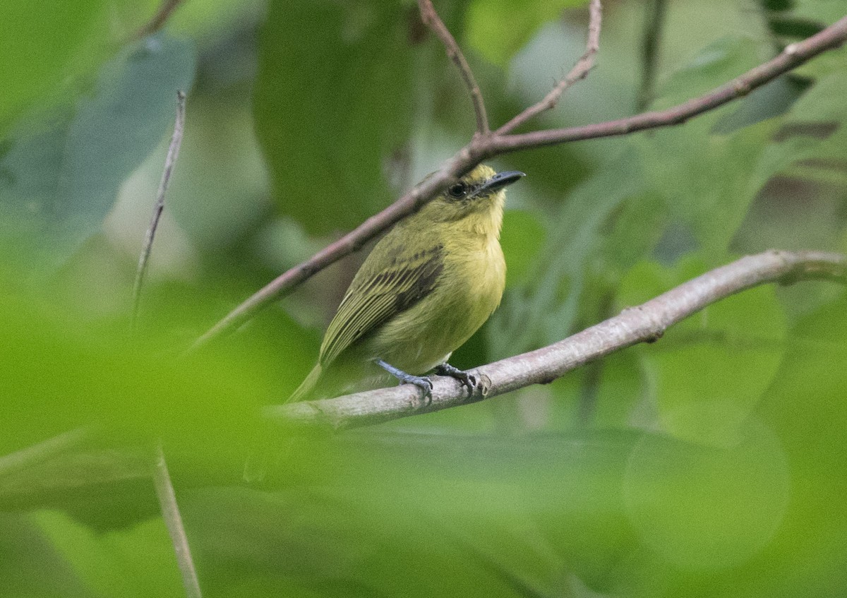 Olive-faced Flatbill - ML638993954