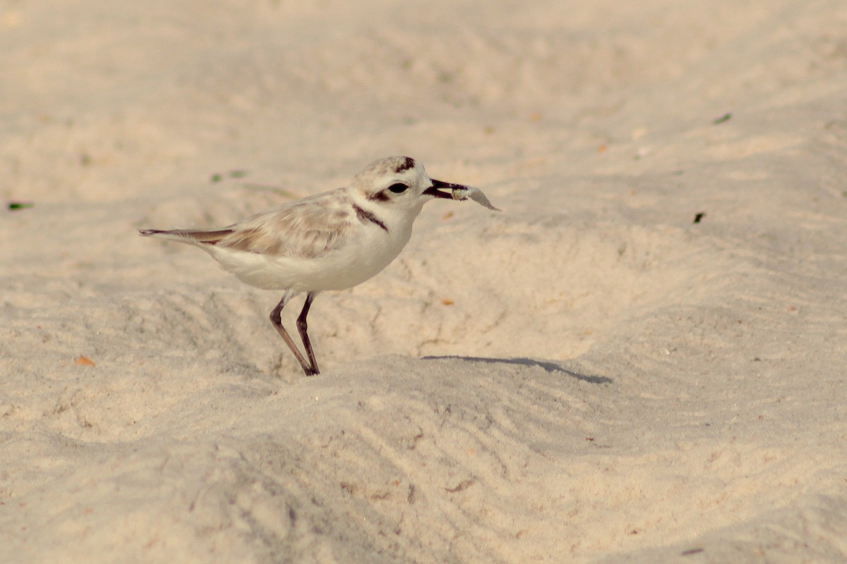 Snowy Plover - ML638993972