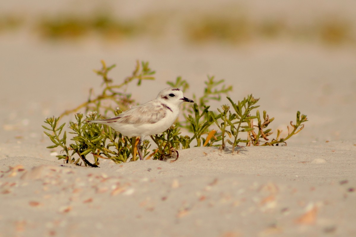 Snowy Plover - ML638993973
