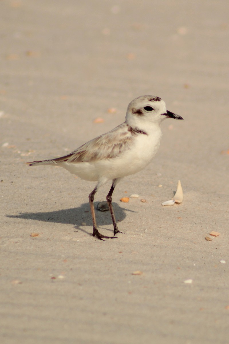 Snowy Plover - ML638993974