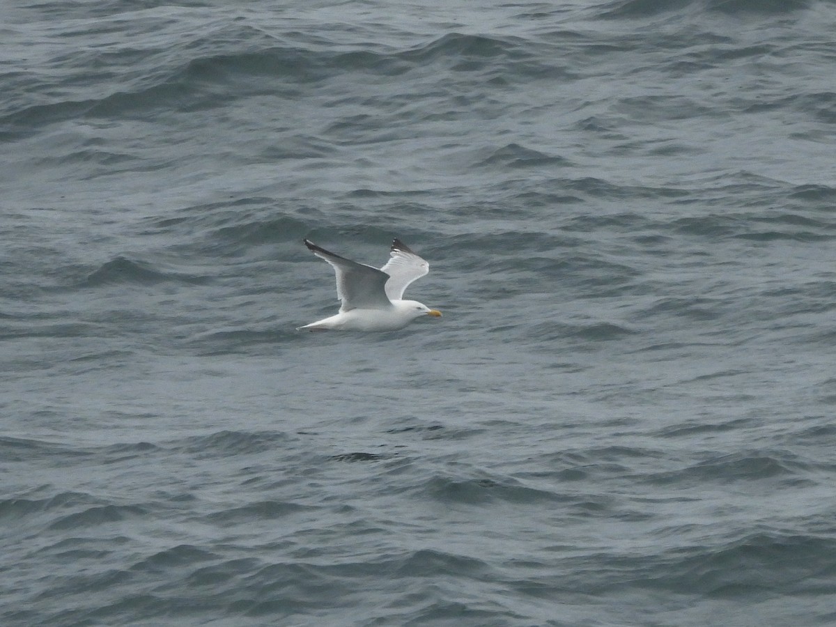 European Herring Gull - ML638994032