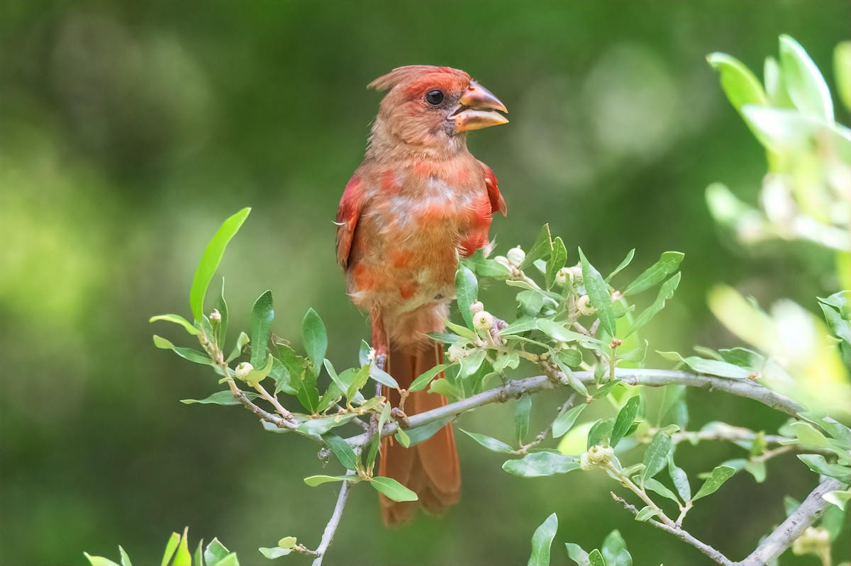 Kırmızı Kardinal - ML638994033