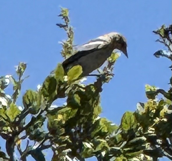Bullock's Oriole - ML638994091