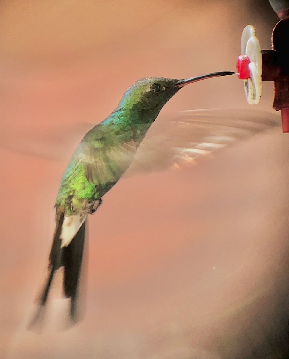 Cuban Emerald - ML638994093