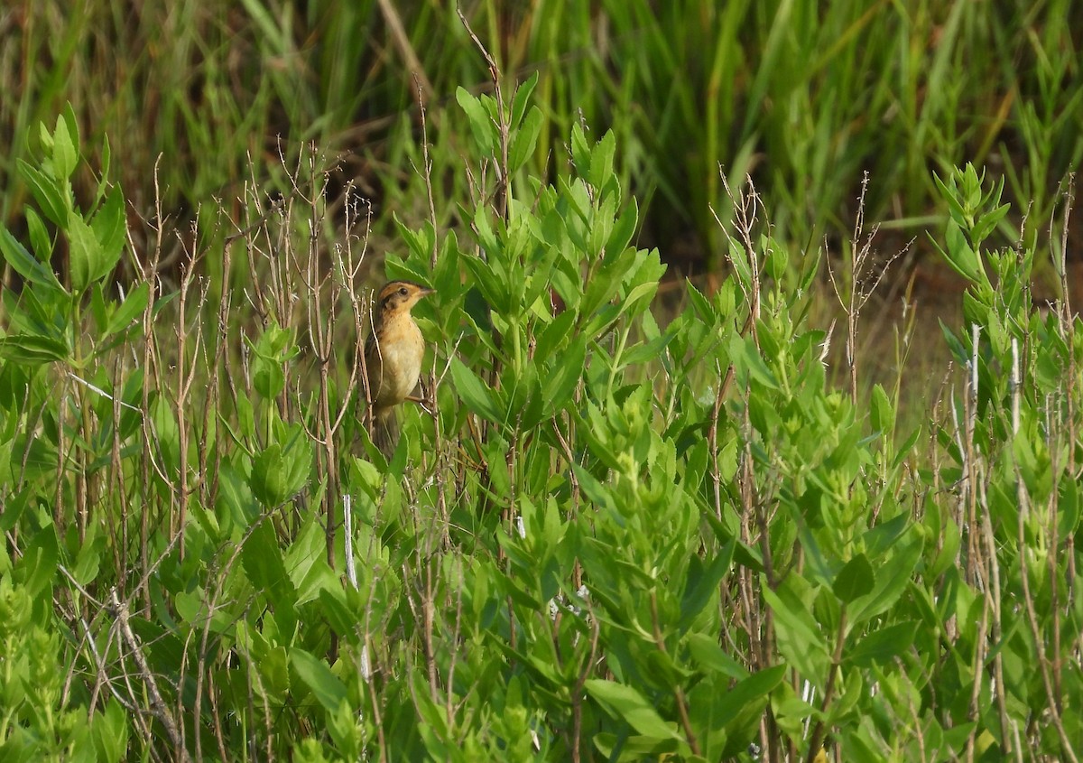 Saltmarsh Sparrow - ML638994107
