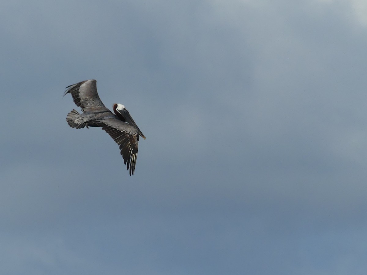 Brown Pelican - ML638994113