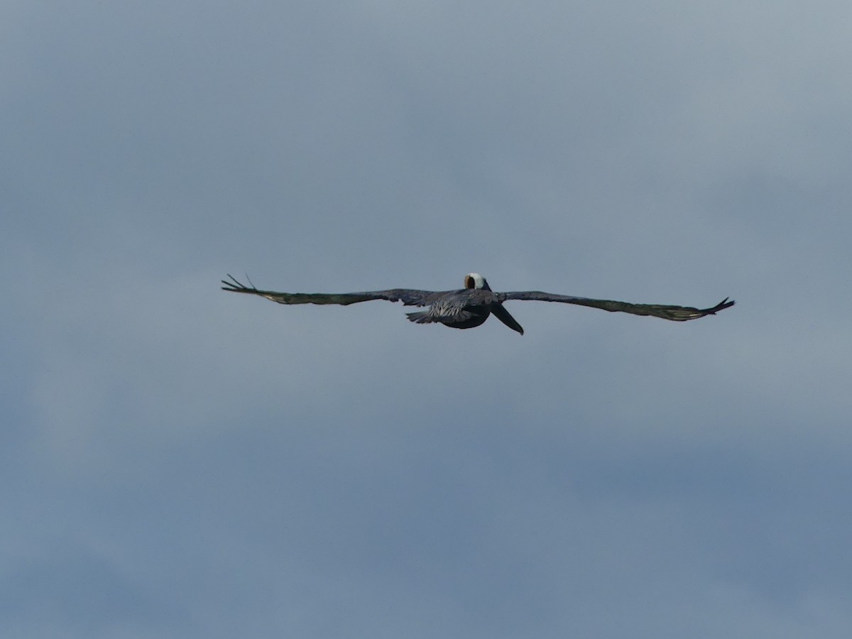 Brown Pelican - ML638994114