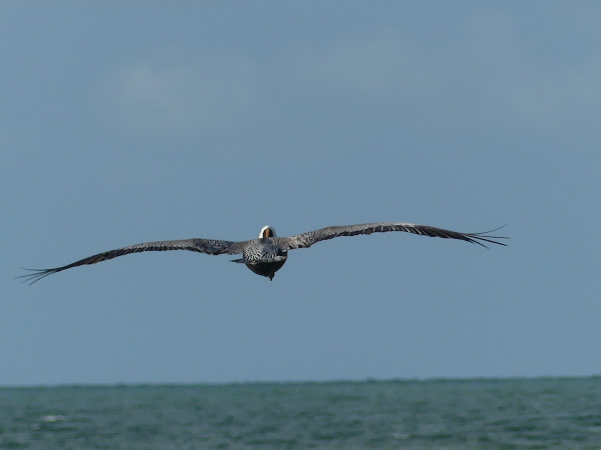 Brown Pelican - ML638994115