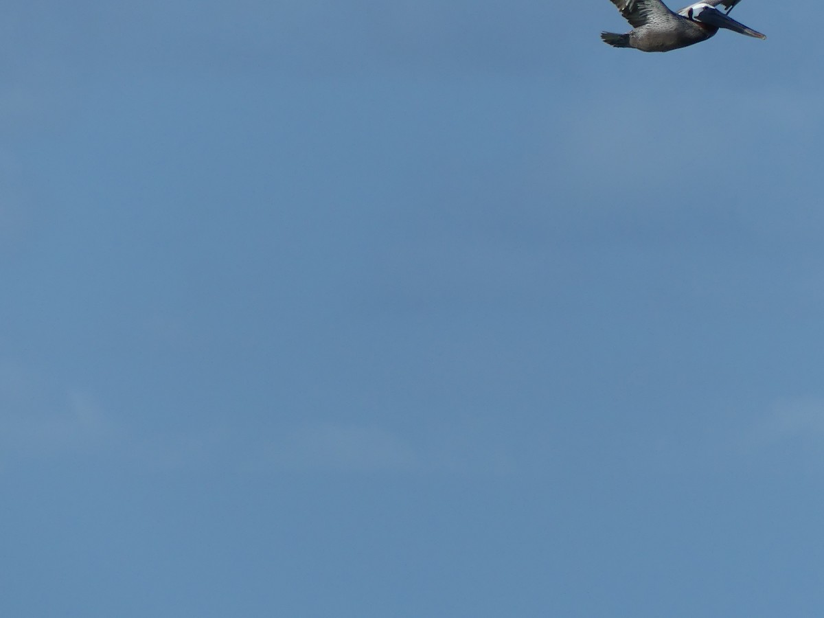 Brown Pelican - ML638994116