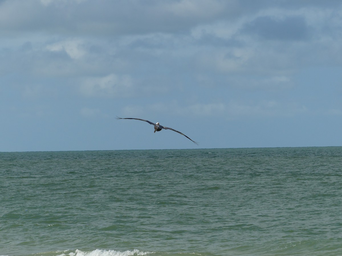 Brown Pelican - ML638994117