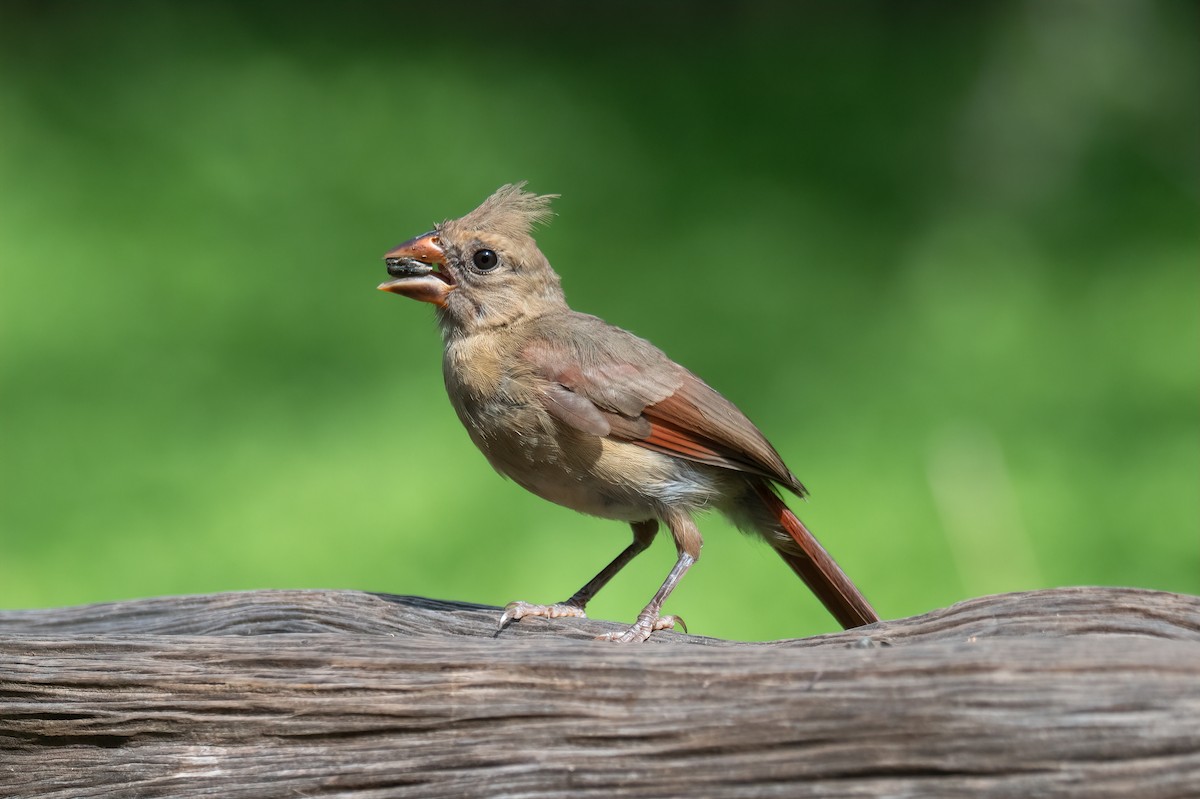 Kırmızı Kardinal - ML638994143