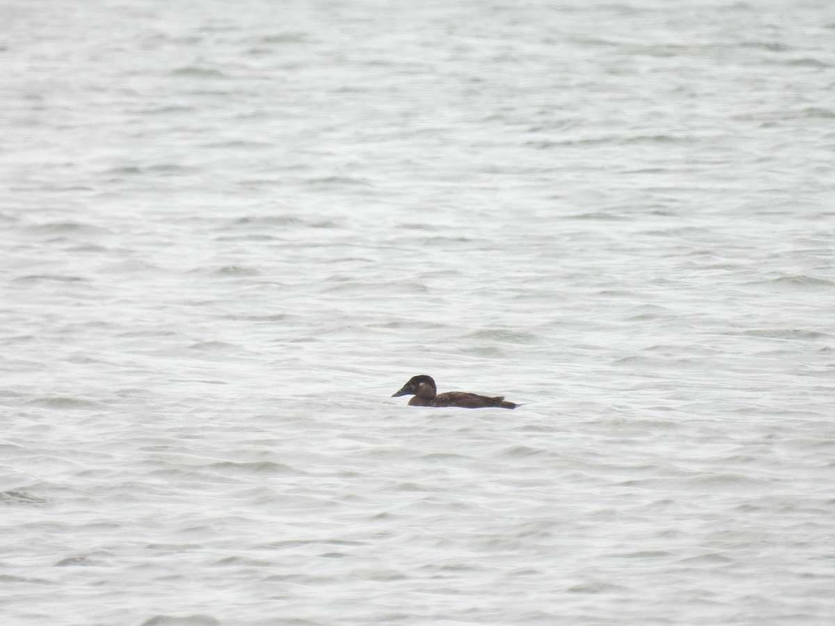 Surf Scoter - ML638994177