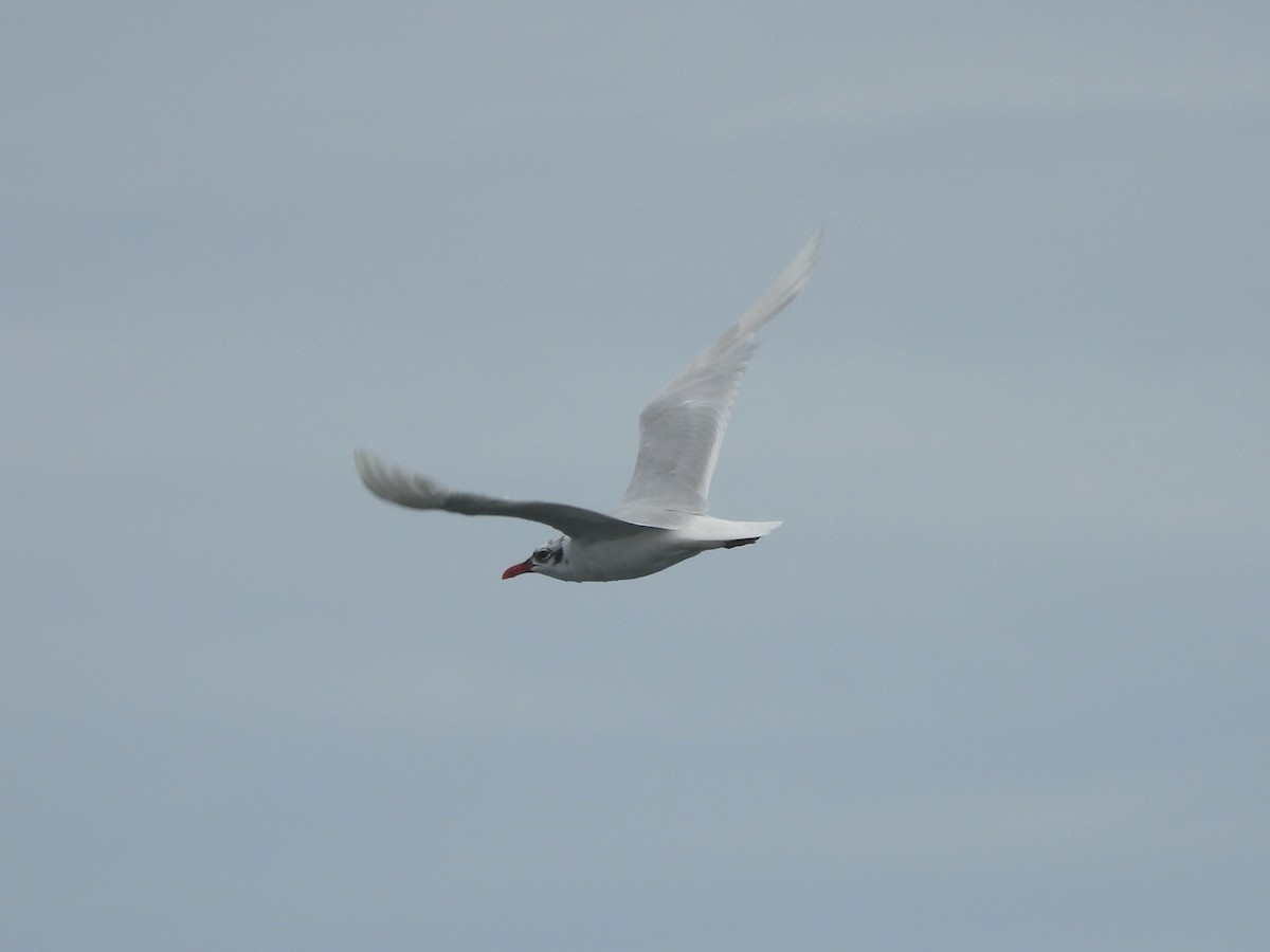 Mediterranean Gull - ML638994178