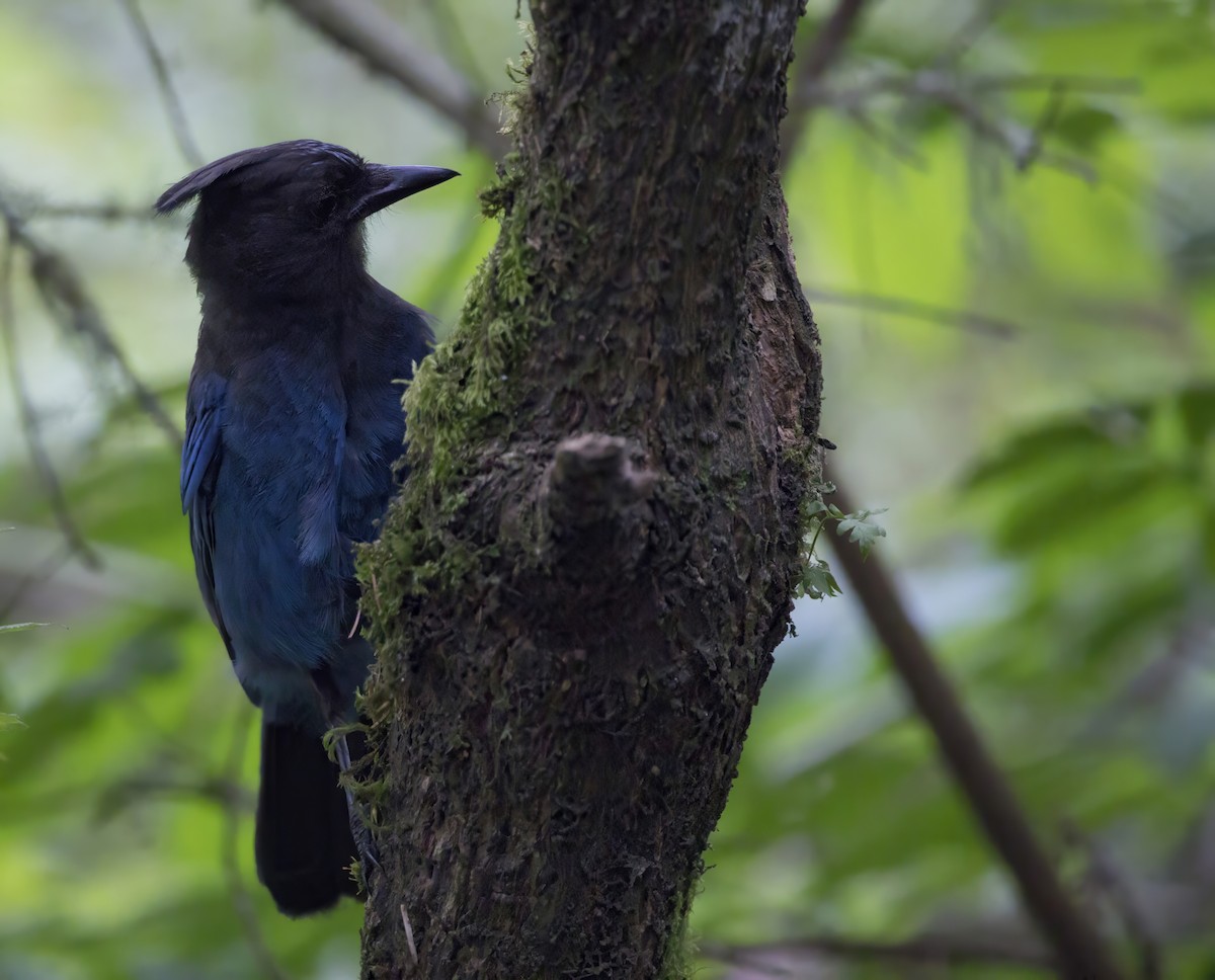 Steller's Jay - ML638994201