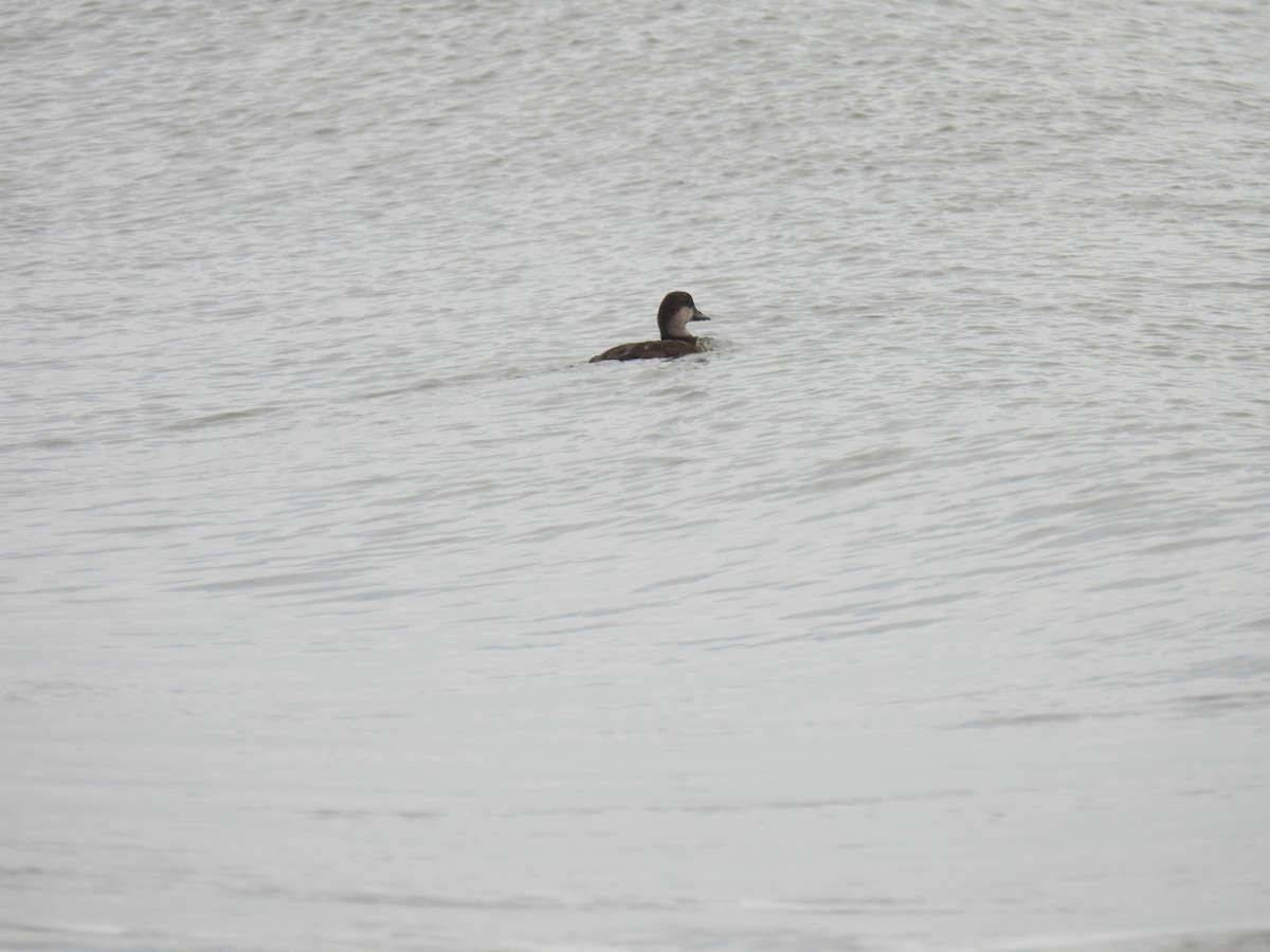 Black Scoter - ML638994205