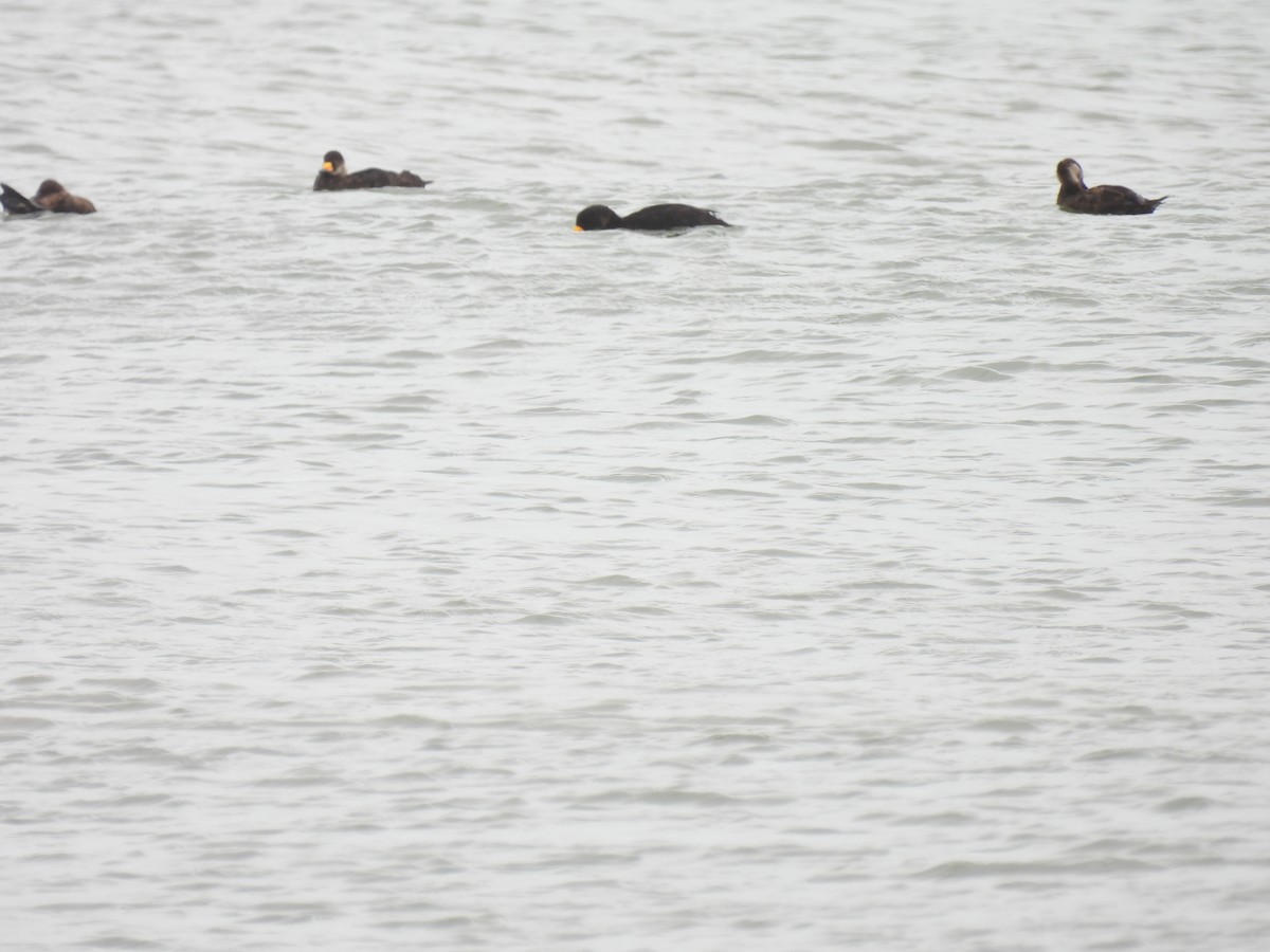 Black Scoter - ML638994206