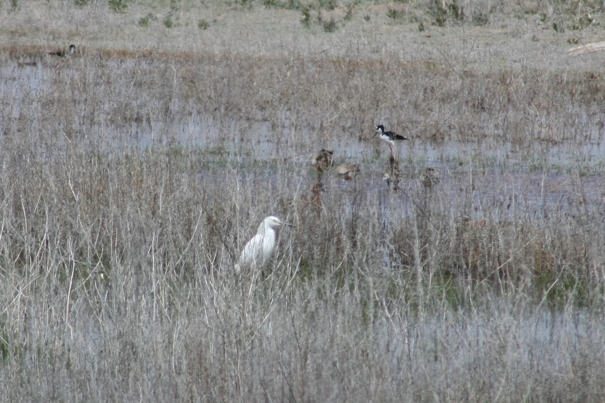 Snowy Egret - ML63899421