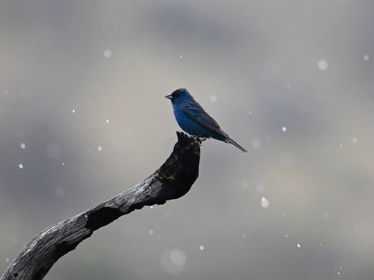 Indigo Bunting - ML638994210