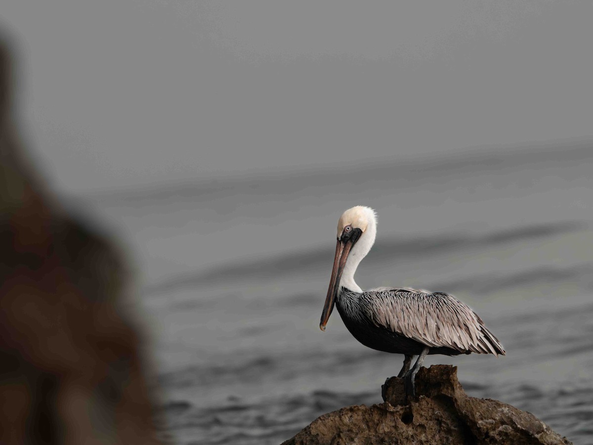 Brown Pelican - ML638994215