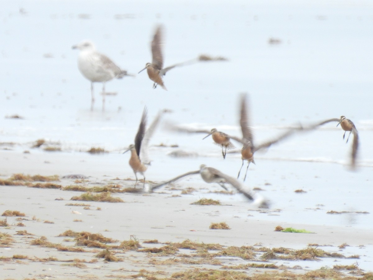 Short-billed Dowitcher - ML638994228