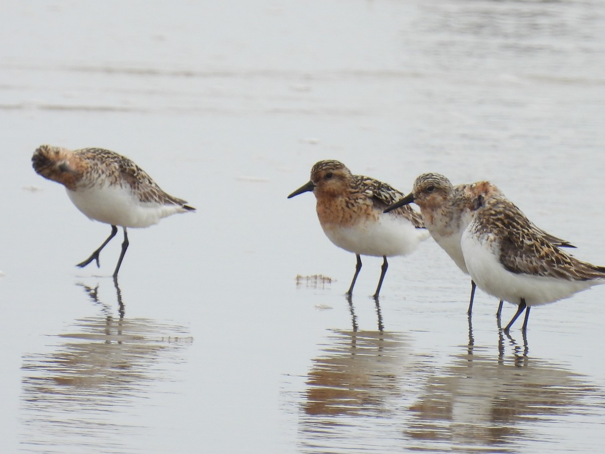 Sanderling - ML638994268