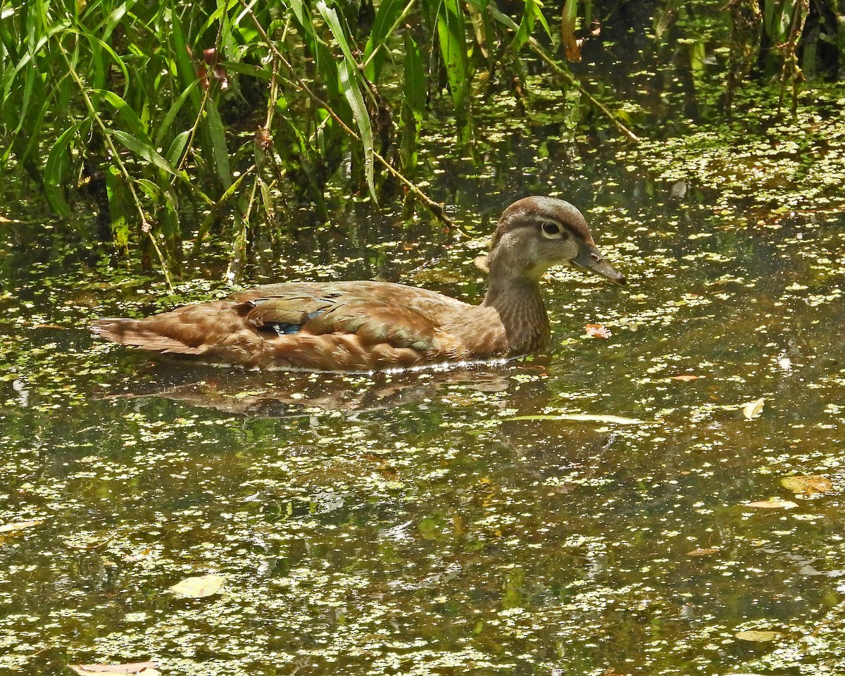 Pato Joyuyo - ML638994285
