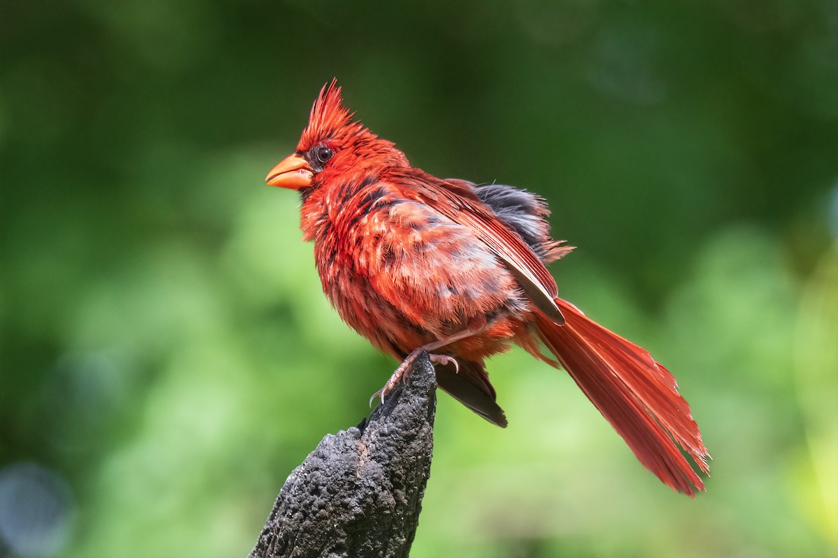 Kırmızı Kardinal - ML638994296