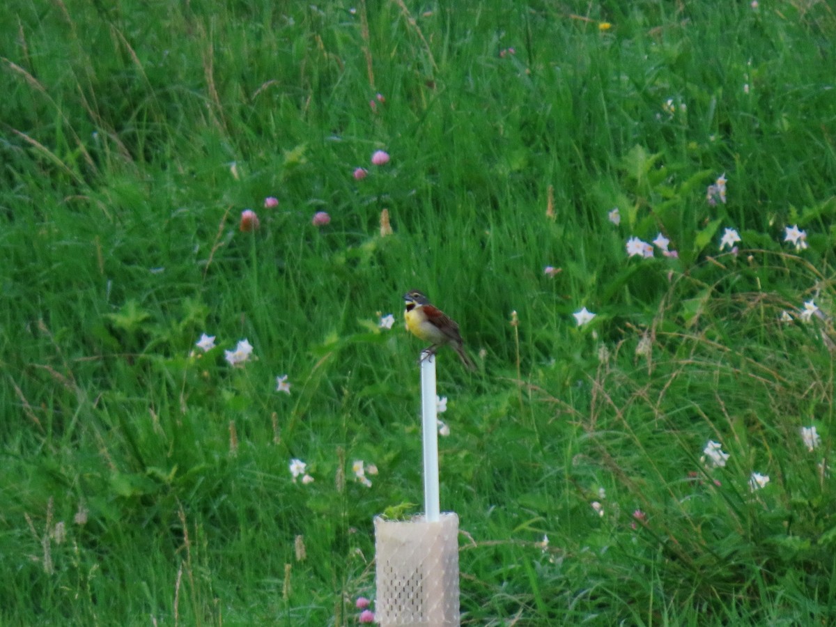 Dickcissel - ML638994300