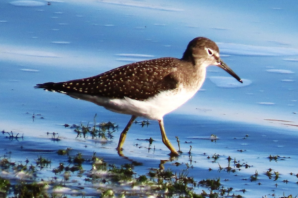 Solitary Sandpiper - ML638994309