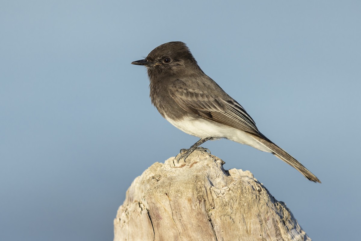 Black Phoebe - ML638994318