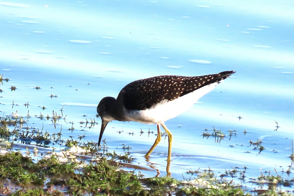 Solitary Sandpiper - ML638994368