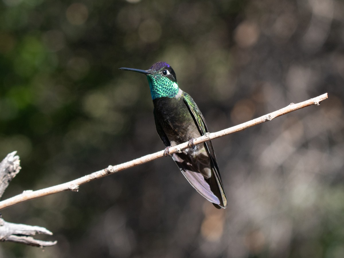 Rivoli's Hummingbird - ML638994373