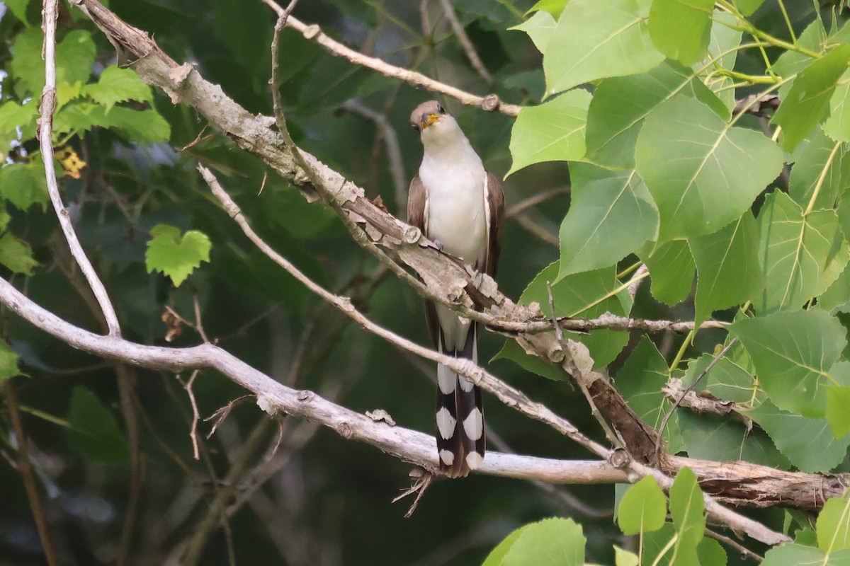 Yellow-billed Cuckoo - ML638994388