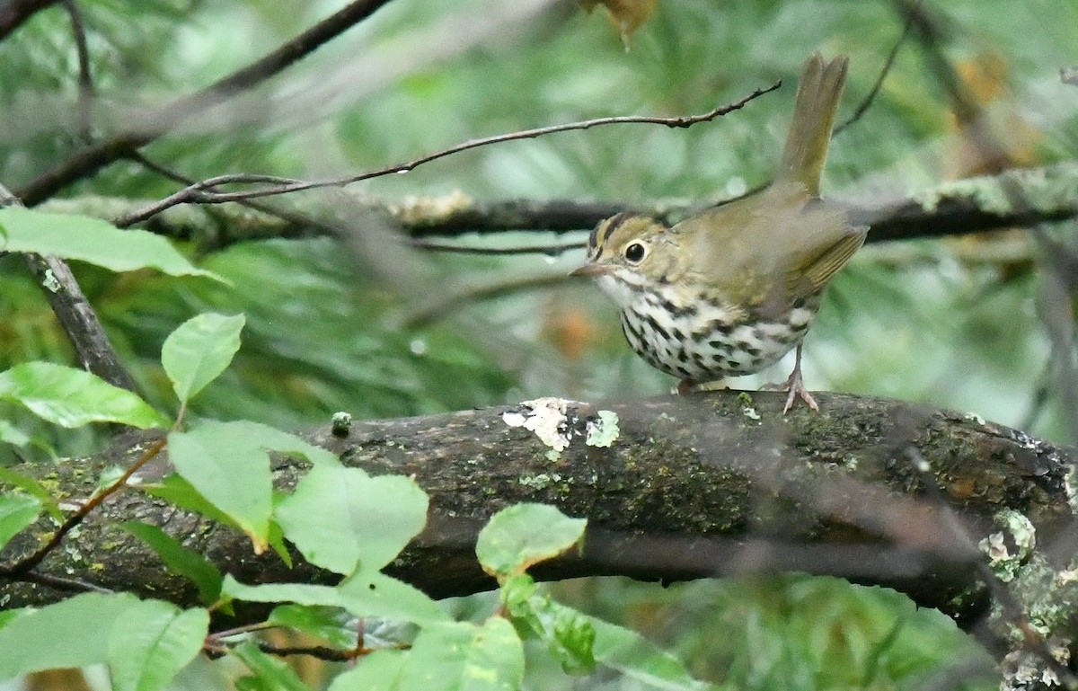 Ovenbird - ML638994420