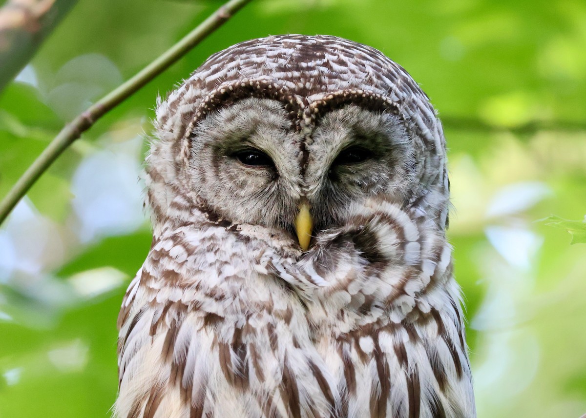 Barred Owl - ML638994431